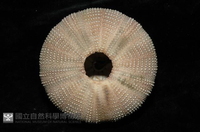 貝利角孔海膽藏品圖，第3張
