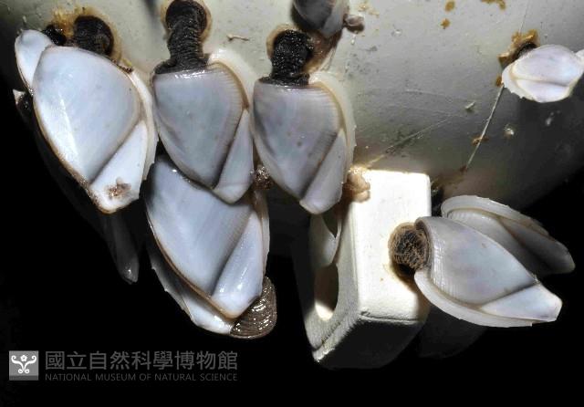 鵝茗荷藏品圖，第3張