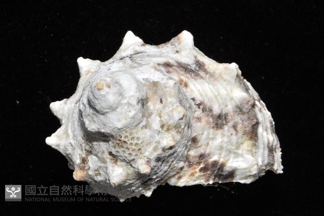 金口蠑螺藏品圖，第3張