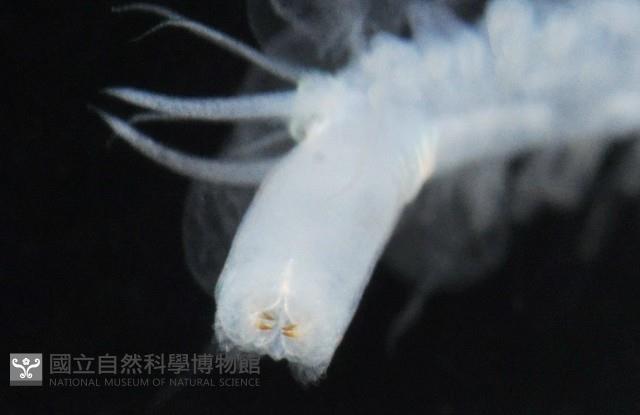 未知種多鱗蟲藏品圖，第3張