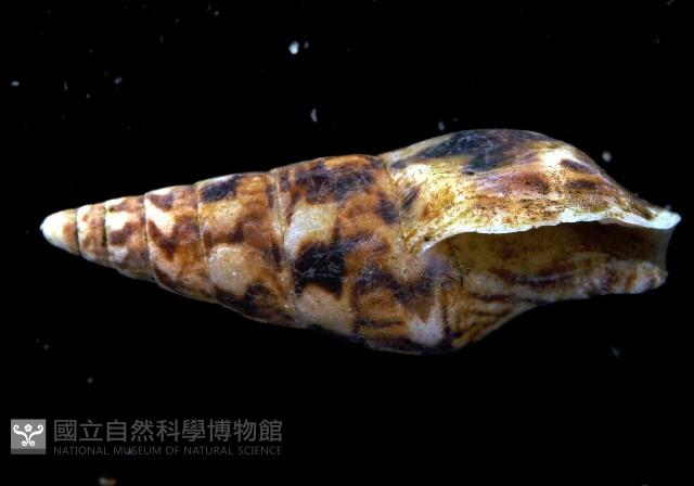 似長麥螺(馬登氏麥螺)藏品圖，第3張