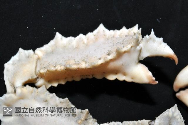 環狀(圓拱)隱足蟹藏品圖，第3張