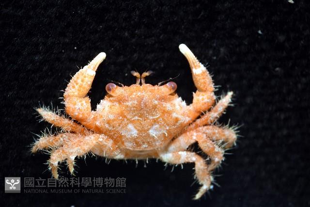未知種毛殼蟹藏品圖，第3張