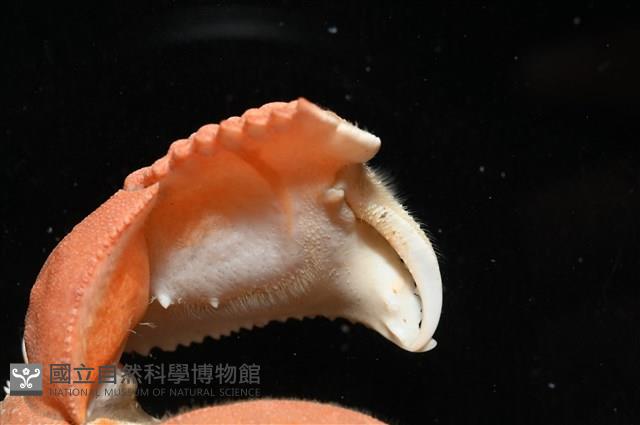 米氏擬圓殼蟹藏品圖，第3張