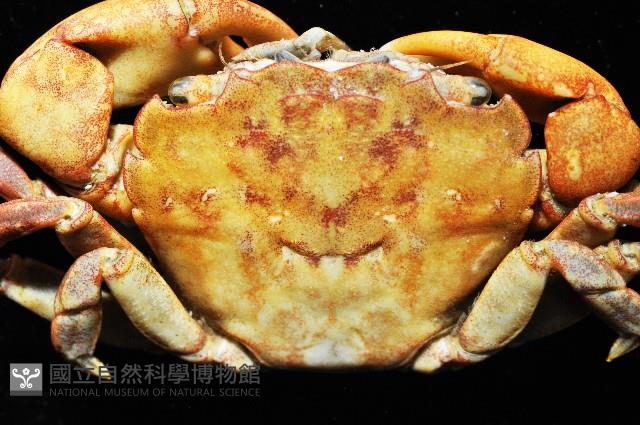 平背蜞藏品圖，第3張