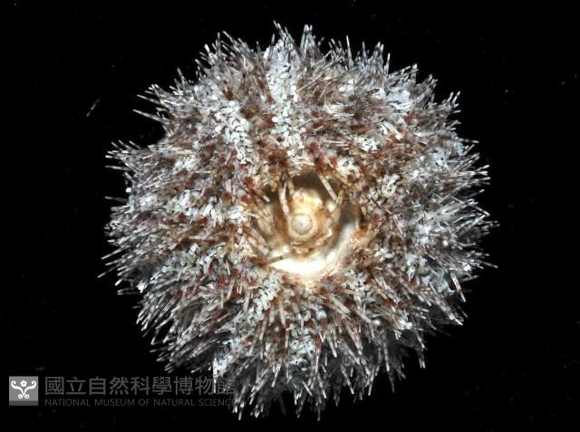 高腰海膽藏品圖，第3張
