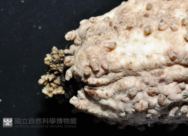 模式輻瓜參藏品圖，第3張