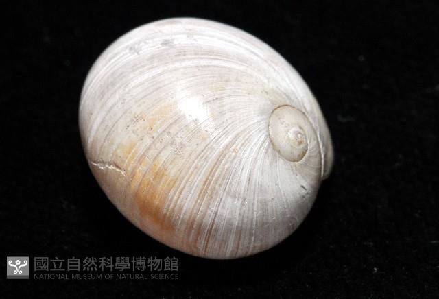 大玉螺藏品圖，第3張
