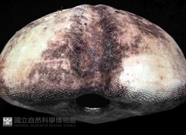 心形緣帶海膽藏品圖，第3張