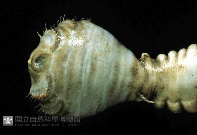 不倒翁蟲藏品圖，第3張