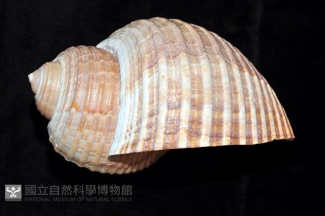 栗色鶉螺藏品圖，第4張