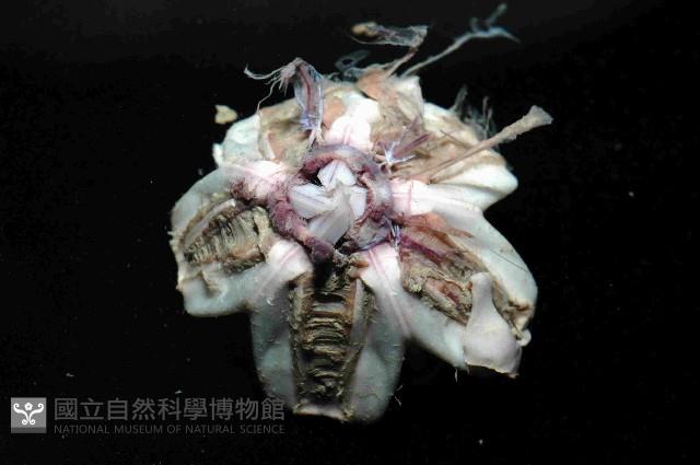 藍紫小肛海膽藏品圖，第3張