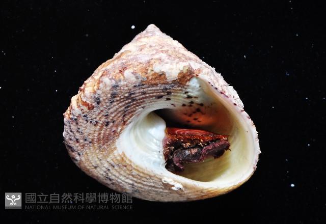 花斑鐘螺藏品圖，第3張