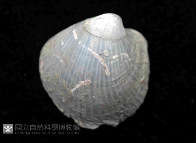 未知種光旋心蛤藏品圖，第3張