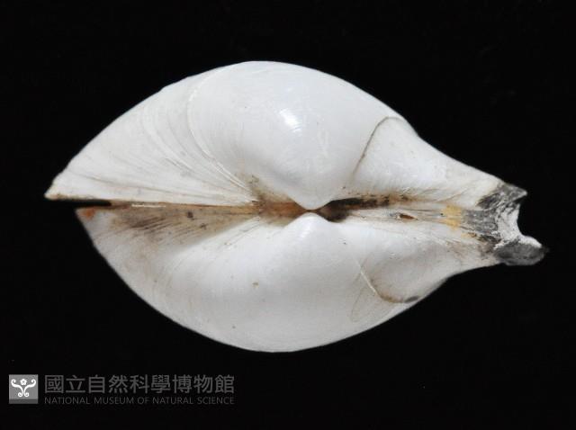 白玉杓蛤藏品圖，第3張