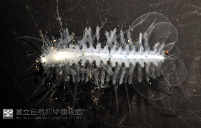 未知種多鱗蟲藏品圖，第3張