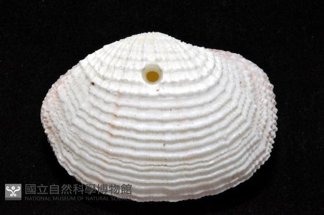 花籃蛤藏品圖，第3張