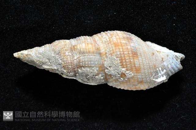 梭氏布紋螺藏品圖，第3張