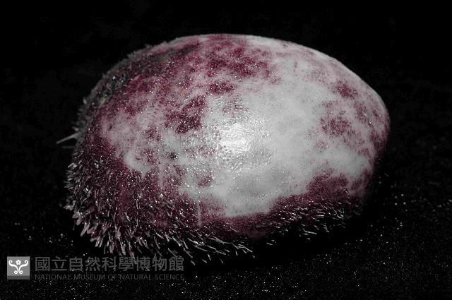 心形緣帶海膽藏品圖，第3張