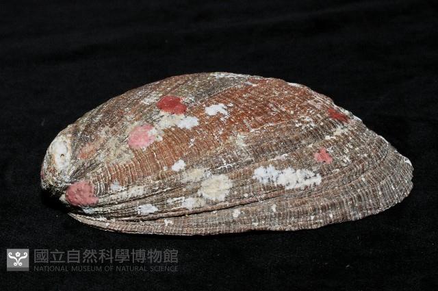 九孔螺藏品圖，第3張