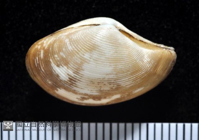 大溪彎錦蛤藏品圖，第3張