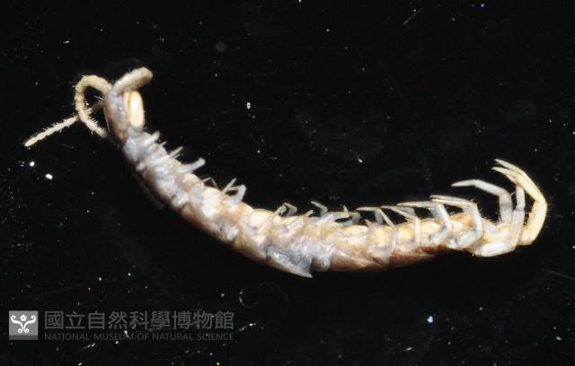 梅峰石蜈蚣藏品圖，第3張