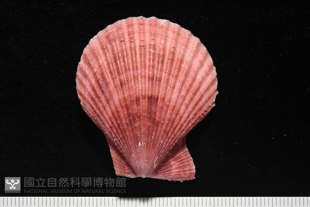 登錄號:007819-00083藏品圖，第3張