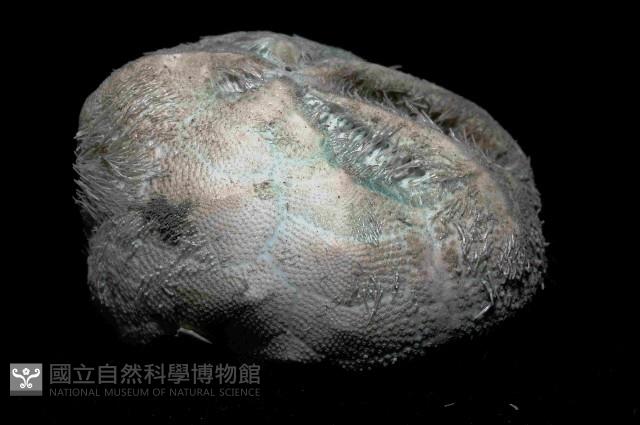 凹卵形(凹裂星)海膽藏品圖，第3張