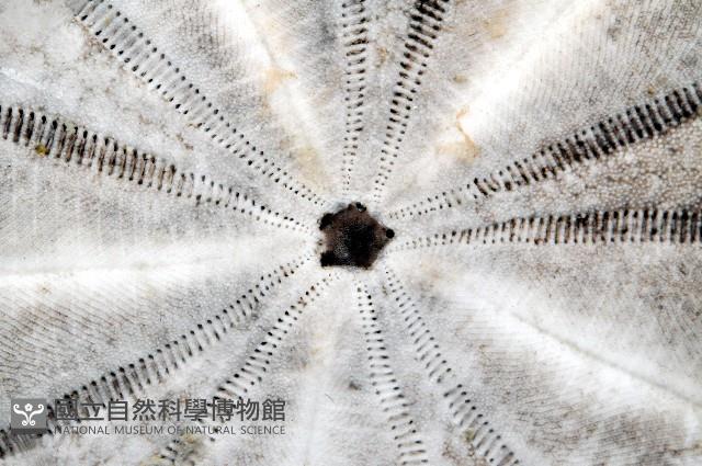 扁平蛛網海膽藏品圖，第3張