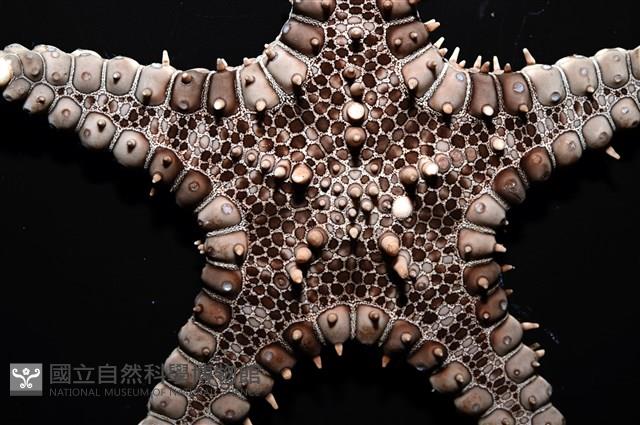 玉緣棘角海星(紫氏麗海星)藏品圖，第3張