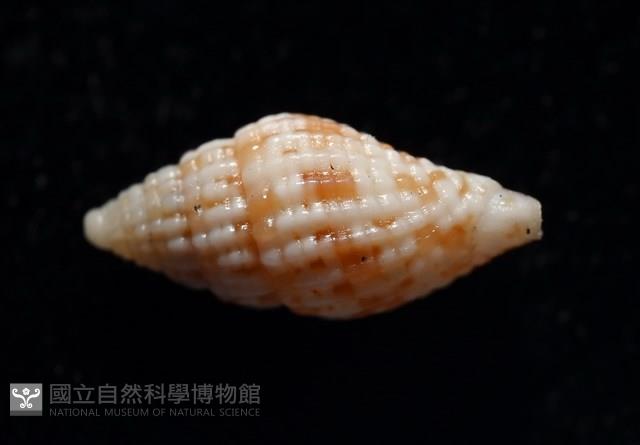 繽紛渦筆螺藏品圖，第3張