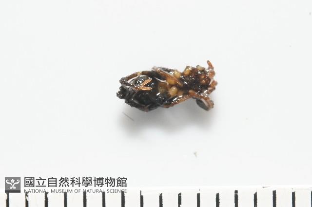 臺灣秘蛛藏品圖，第3張