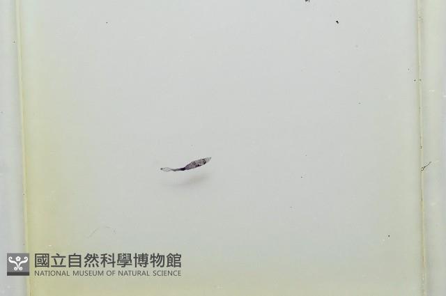 魚賁類絛蟲藏品圖，第3張