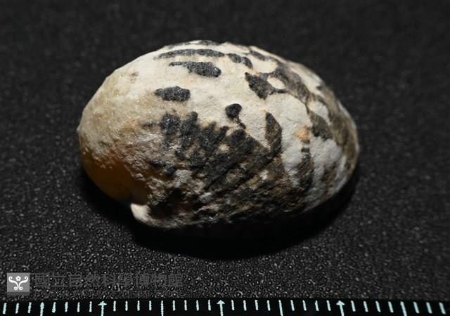 漁舟蜑螺藏品圖，第3張