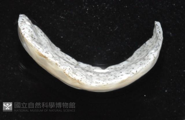 大盤扁蟲藏品圖，第3張