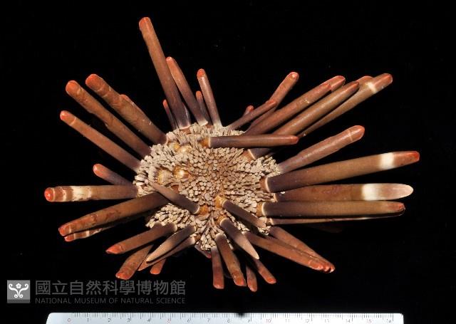 石筆海膽(鉛筆海膽)藏品圖，第3張
