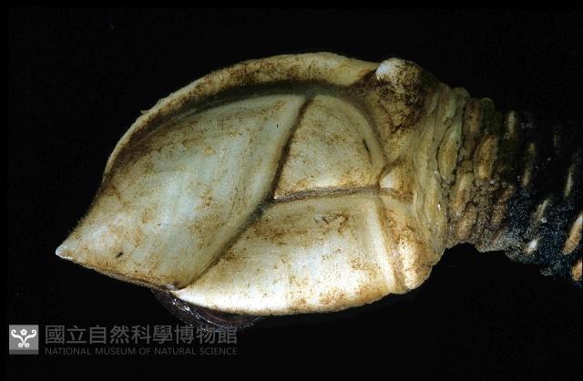 小甲小鎧茗荷藏品圖，第3張