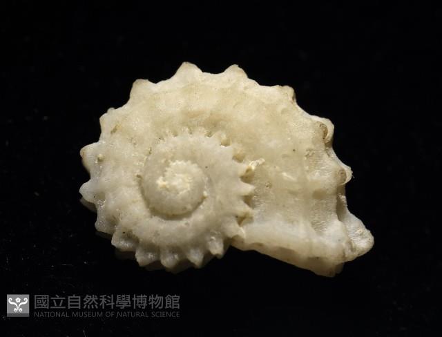 飛碟花冠螺藏品圖，第3張