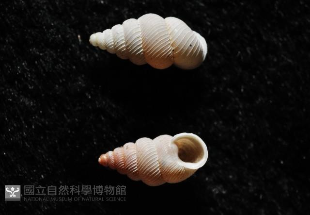 石山芝麻蝸藏品圖，第3張