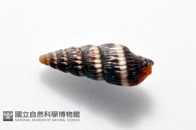 水仙大西洋蛹筆螺藏品圖，第3張