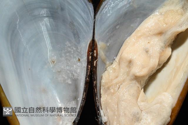 平端深海殼菜蛤藏品圖，第3張