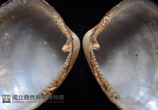 東沙銀錦蛤藏品圖，第3張