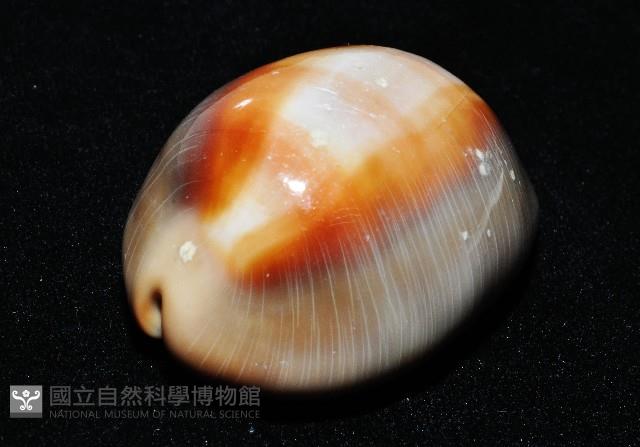 金棗寶螺藏品圖，第3張
