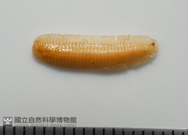 新種雄顎平馬陸藏品圖，第3張