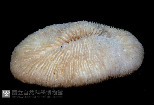 棘狀梳蕈珊瑚藏品圖，第3張