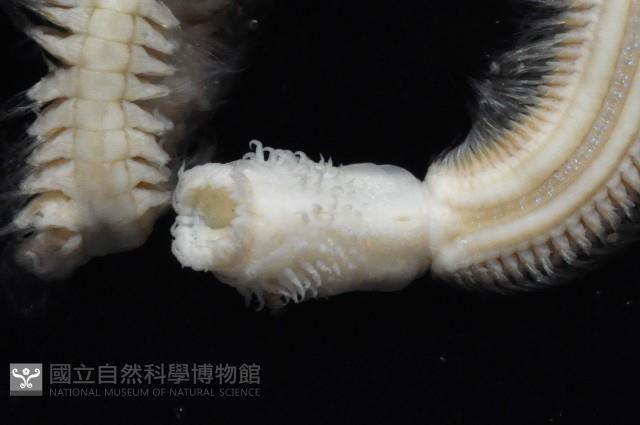 未知種齒吻沙蠶藏品圖，第3張