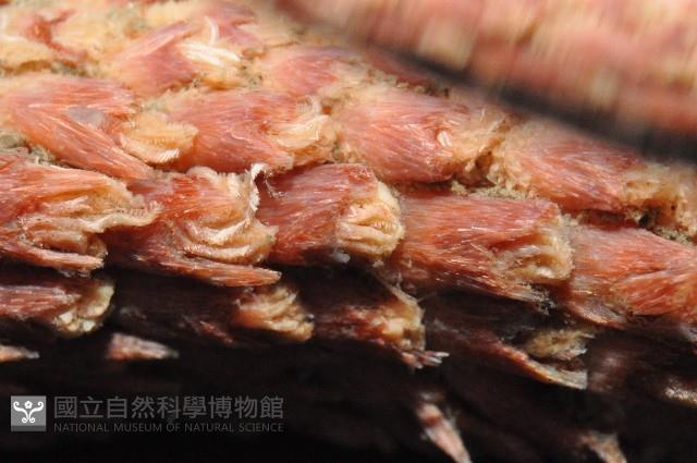 麥氏棘羽海鰓藏品圖，第3張