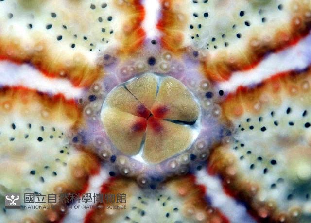 斑腔海膽藏品圖，第3張