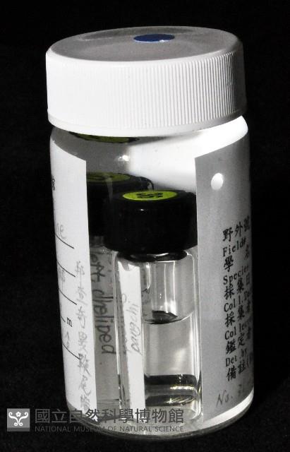 邦查奇異鞭尾蟲(新種)藏品圖，第3張