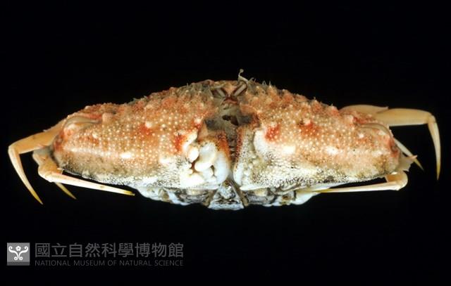 短刺筐形蟹藏品圖，第3張